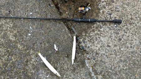 今日もカマス入れ喰い