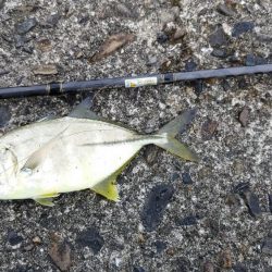 アジング、ギンガメアジと太刀魚