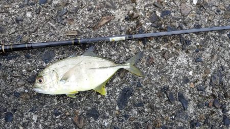 アジング、ギンガメアジと太刀魚