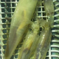 雷ゴロゴロ　イカぼちぼち