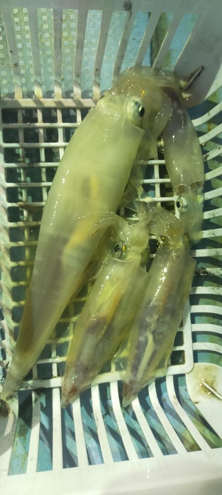 雷ゴロゴロ　イカぼちぼち