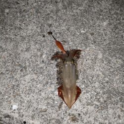 ケンサキ釣れてます。