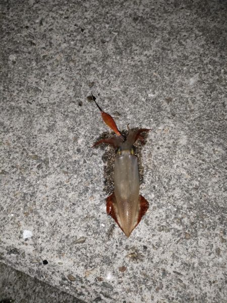 ケンサキ釣れてます。