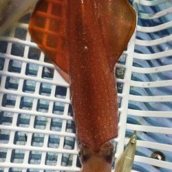 シロイカサイズアップ