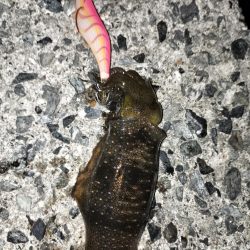 ケンサキエギング