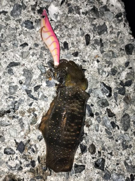 ケンサキエギング