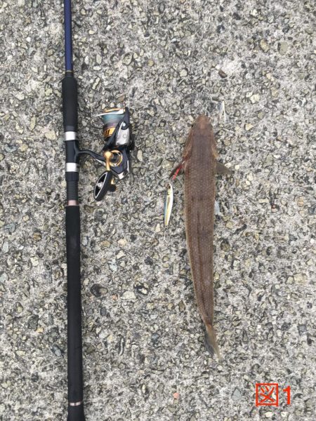 ドン！ときました！