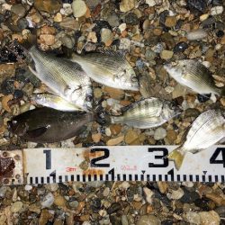 小チヌの数釣り