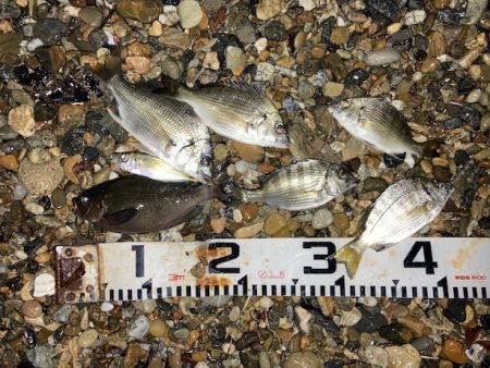 小チヌの数釣り