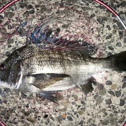 良型チヌにコッパの数釣り