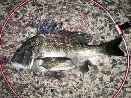 良型チヌにコッパの数釣り