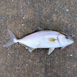 ULSJでカンパチ(シオ)・サバゲー