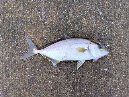 ULSJでカンパチ(シオ)・サバゲー