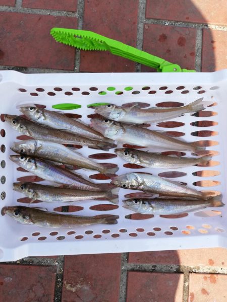 うわさのキッス