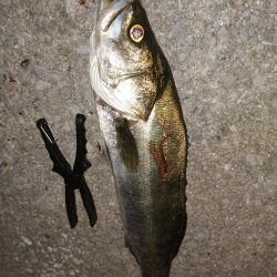 豆アジしか釣れないので