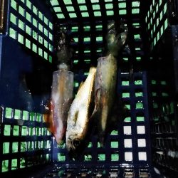 イカメタル＆バチコン2