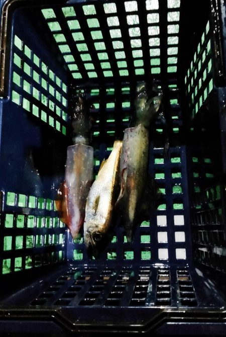 イカメタル＆バチコン2