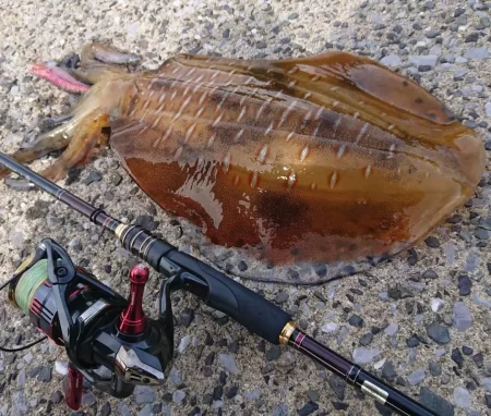 対馬エギング釣果