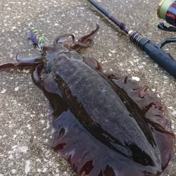 対馬エギング釣果