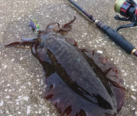 対馬エギング釣果