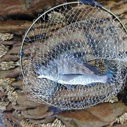 フカセ‥グレ釣れないですネ・・