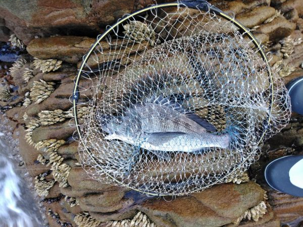 フカセ‥グレ釣れないですネ・・