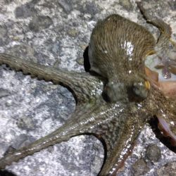 タコでボウズ逃れ