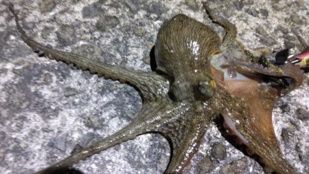 タコでボウズ逃れ
