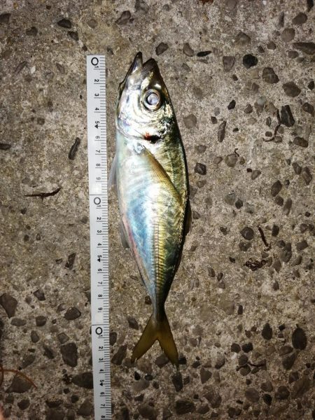 まだまだ厳しく