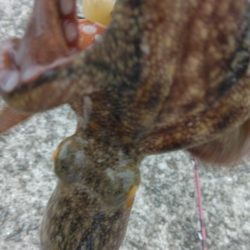 海の色がコーヒー牛乳