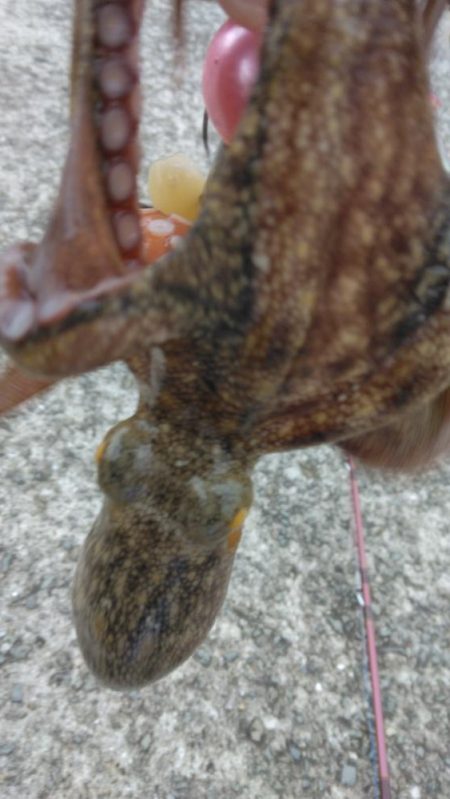 海の色がコーヒー牛乳