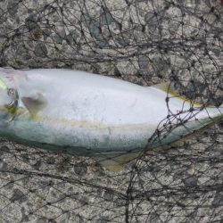 タコを求めて20時間