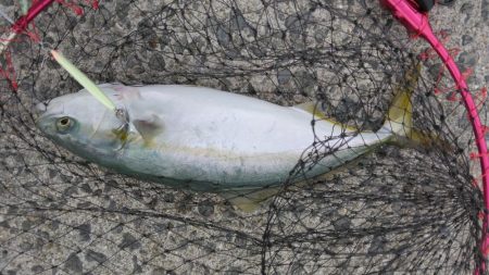 タコを求めて20時間