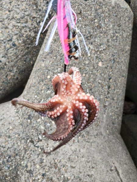 タコ頑張ってます