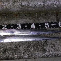 渋いながらも今期初タチウオ