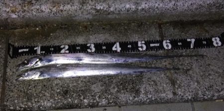 渋いながらも今期初タチウオ