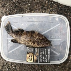 キジハタ・オオモンハタ・アジ