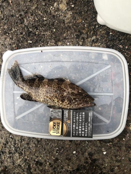 キジハタ・オオモンハタ・アジ