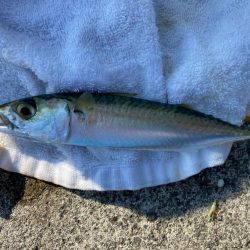 日中サビキ釣り！！