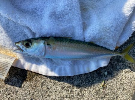 日中サビキ釣り！！