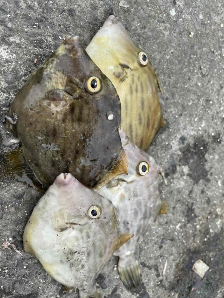 爆釣のファミリーフィッシング　