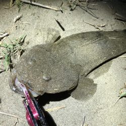 ルアーでマゴチ