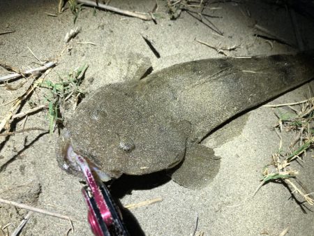 ルアーでマゴチ