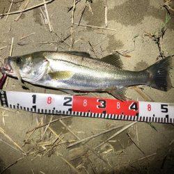 ワームでシーバス