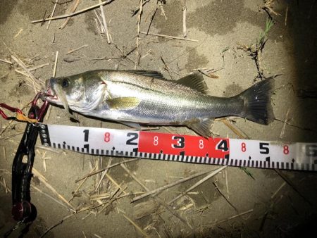 ワームでシーバス