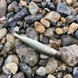 今年初の犬上川