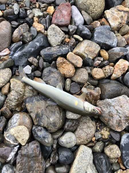 今年初の犬上川