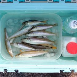 猛暑のキス釣り 網入れに降参