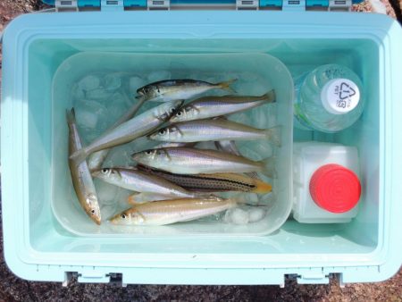 猛暑のキス釣り　網入れに降参