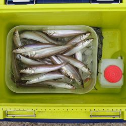 キス釣り チャリコとミニカワハギに苦戦